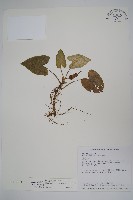 薄葉細辛、尾花細辛藏品圖，第1張