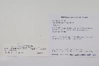 薄葉細辛、尾花細辛藏品圖，第2張