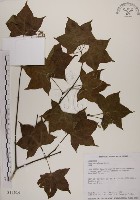 青楓藏品圖，第1張