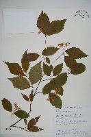 呂宋莢迷藏品圖，第1張