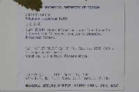 呂宋莢迷藏品圖，第2張