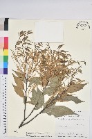 長尾尖葉櫧藏品圖，第1張