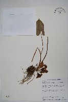 大花細辛、馬蹄香藏品圖，第1張