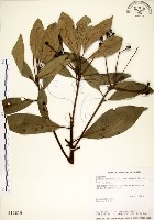 大葉楠藏品圖，第1張