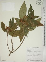 基尖葉野牡丹、蘭嶼野牡丹藏品圖，第1張