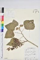 蟲屎藏品圖，第1張