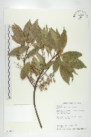 薯豆藏品圖，第1張