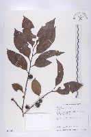 山紅柿藏品圖，第3張