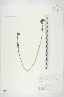 小葉樹杞藏品圖，第1張