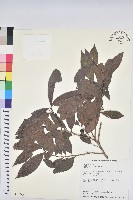 刺杜密藏品圖，第1張