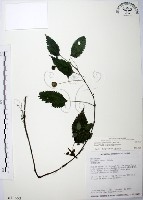 長梗盤花麻藏品圖，第1張
