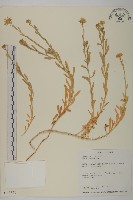 華南鐵桿蒿藏品圖，第1張