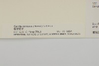 厚葉衛矛藏品圖，第3張