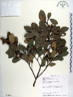 蚊母樹藏品圖，第1張