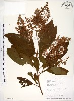 水金京藏品圖，第1張