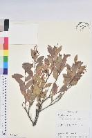 大葉越橘、來特氏越橘藏品圖，第1張