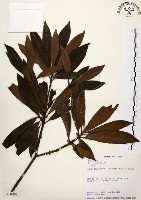 大明橘藏品圖，第1張