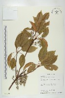 薯豆藏品圖，第1張