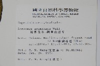 阿里山忍冬、漸尖葉忍冬藏品圖，第2張