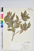 珍珠花、長尾葉越橘藏品圖，第1張