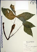 申跋、油跋、小天南星藏品圖，第1張