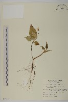 阿里山鬼督郵藏品圖，第1張