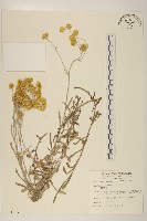 鼠麴草藏品圖，第1張