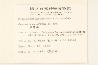 鼠麴草藏品圖，第2張