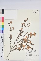 細葉杜鵑、南湖杜鵑、志佳陽杜鵑藏品圖，第1張