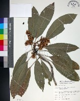 山枇杷、臺灣枇杷藏品圖，第1張