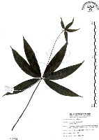 七葉一枝花藏品圖，第1張