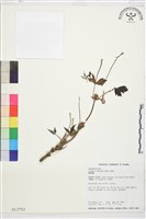 繡球藤藏品圖，第1張