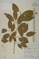 大丁黃藏品圖，第1張