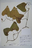 大葉馬兜鈴藏品圖，第1張