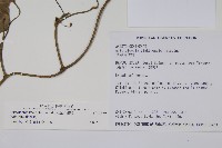 大葉馬兜鈴藏品圖，第2張