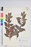 珍珠花、長尾葉越橘藏品圖，第1張