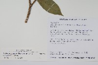 臺灣樹參藏品圖，第2張