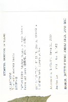 斑花青牛膽藏品圖，第2張