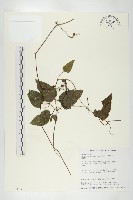 絞股藍藏品圖，第1張