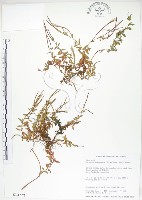 合歡柳葉菜藏品圖，第1張