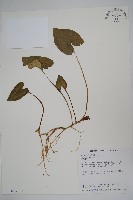 大花細辛、馬蹄香藏品圖，第1張