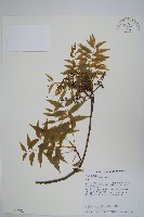 黃連木、爛心木藏品圖，第1張