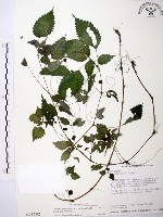 長梗盤花麻藏品圖，第1張