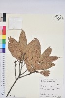 赤柯、赤椆、森氏櫟藏品圖，第1張