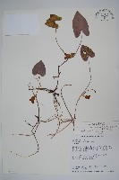 鴛鴦湖細辛藏品圖，第1張