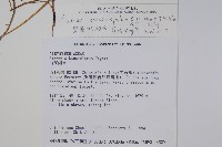 鴛鴦湖細辛藏品圖，第2張