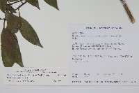 臺灣樹參藏品圖，第2張