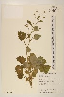 矮菊藏品圖，第1張