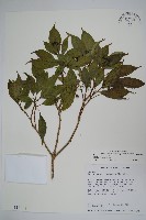 臺灣樹參藏品圖，第1張