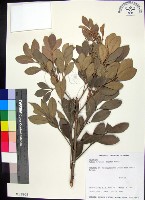 紅柴藏品圖，第1張